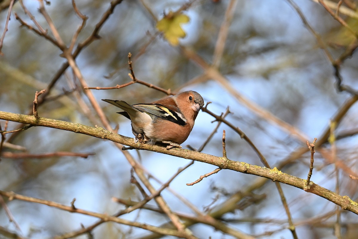 Зяблик - ML644596459