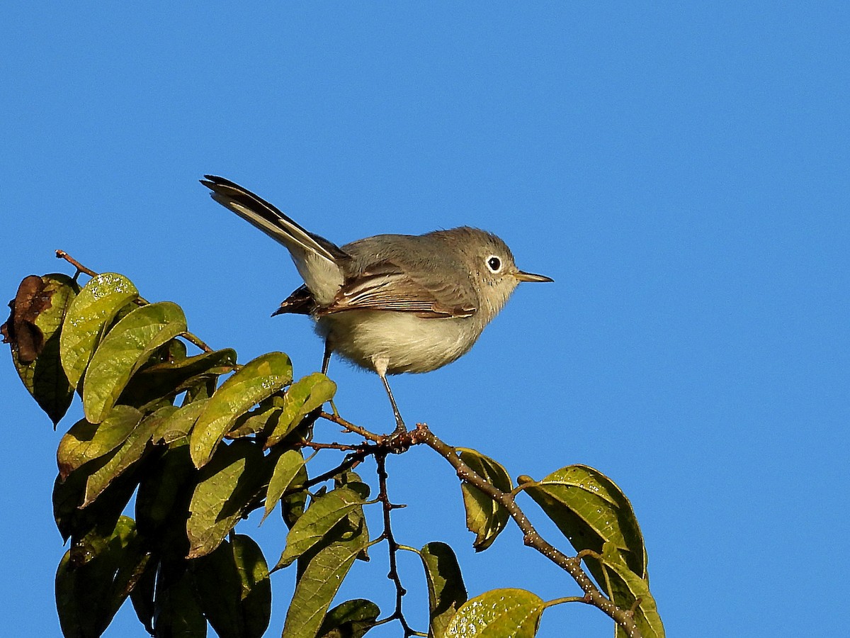 Blue-gray Gnatcatcher - ML644596462