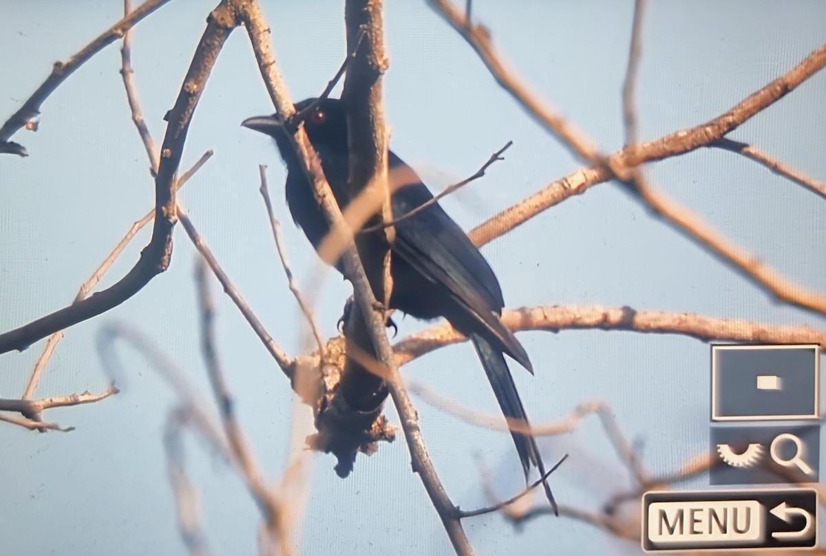 Fork-tailed Drongo (Glossy-backed) - ML644596463