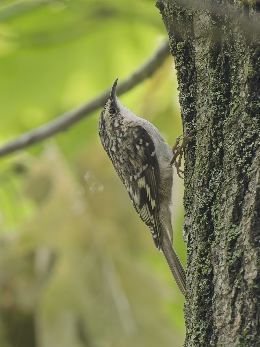 Brown Creeper - ML644596478