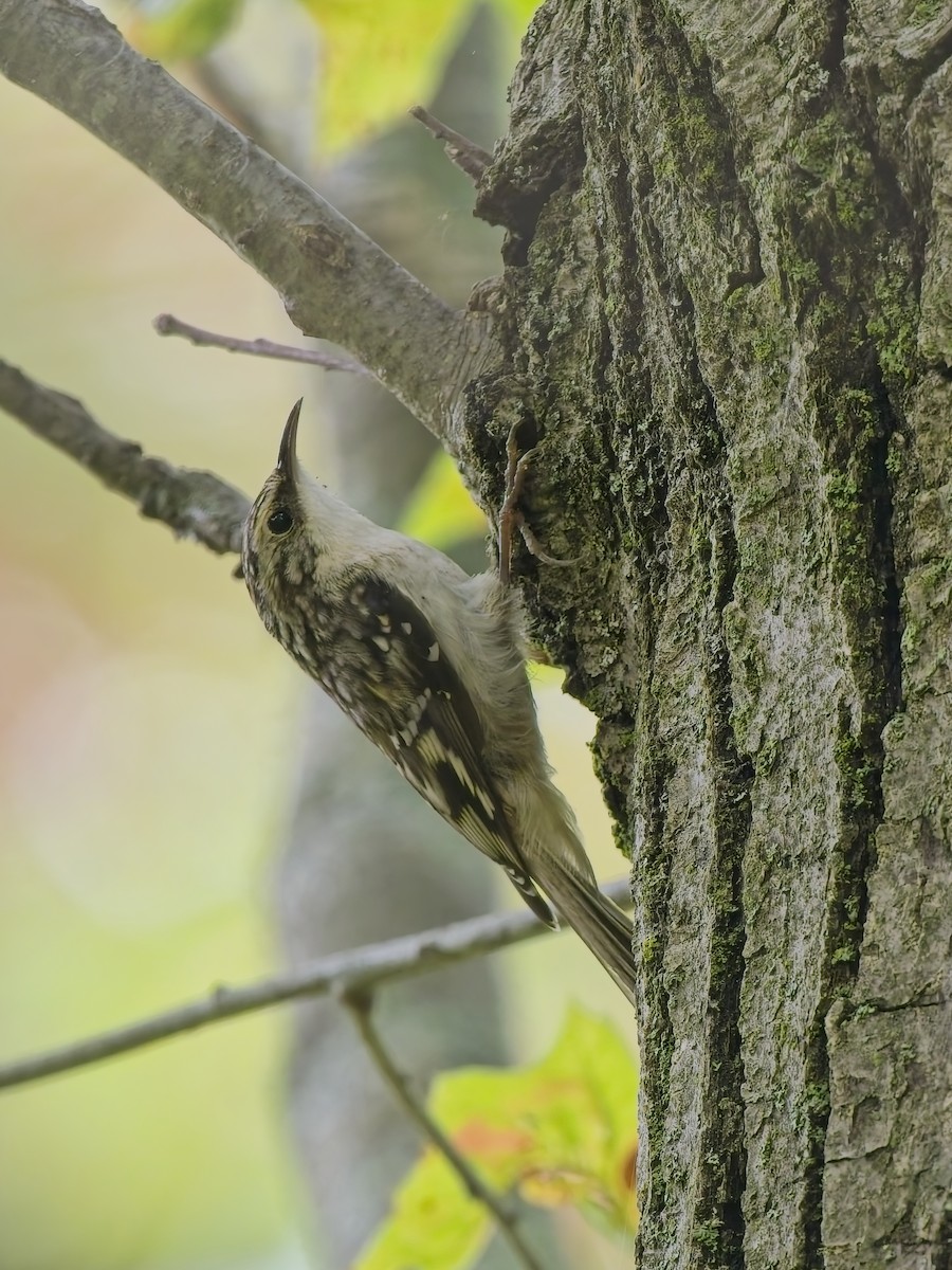 Brown Creeper - ML644596479