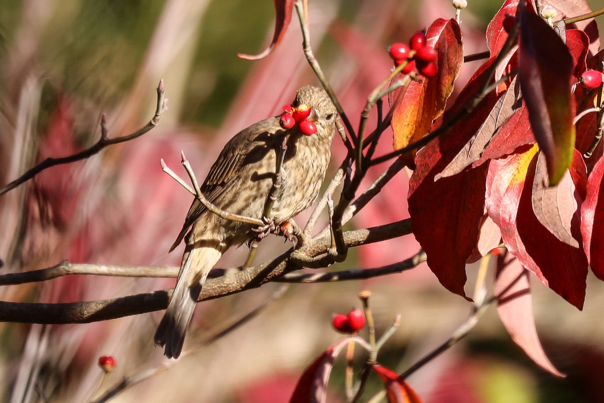 House Finch - ML644596480