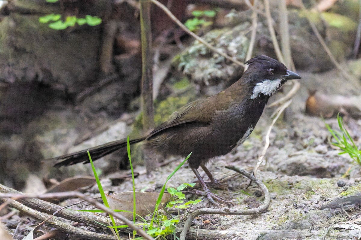 Eastern Whipbird - ML644596485