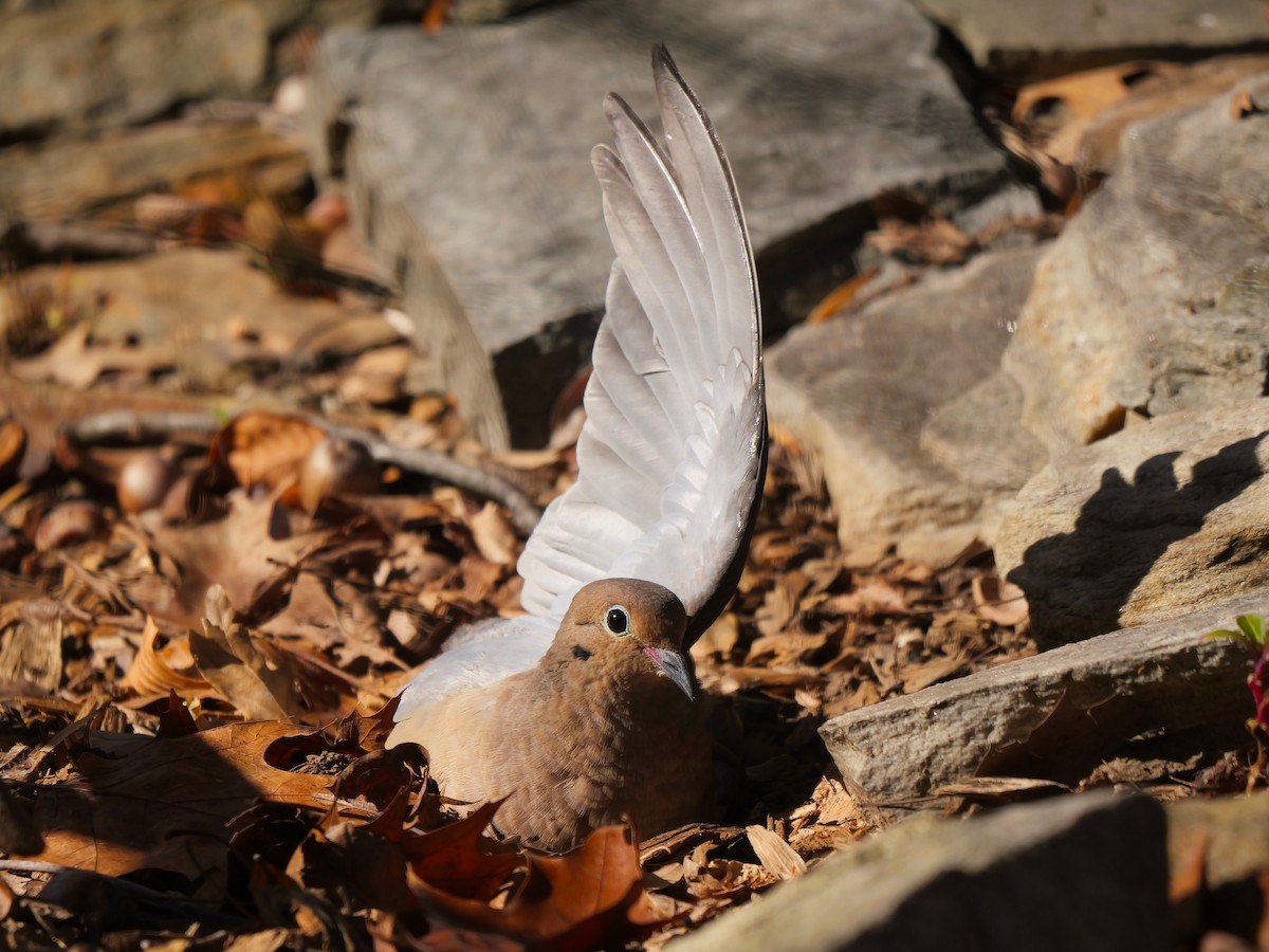 Mourning Dove - ML644596486