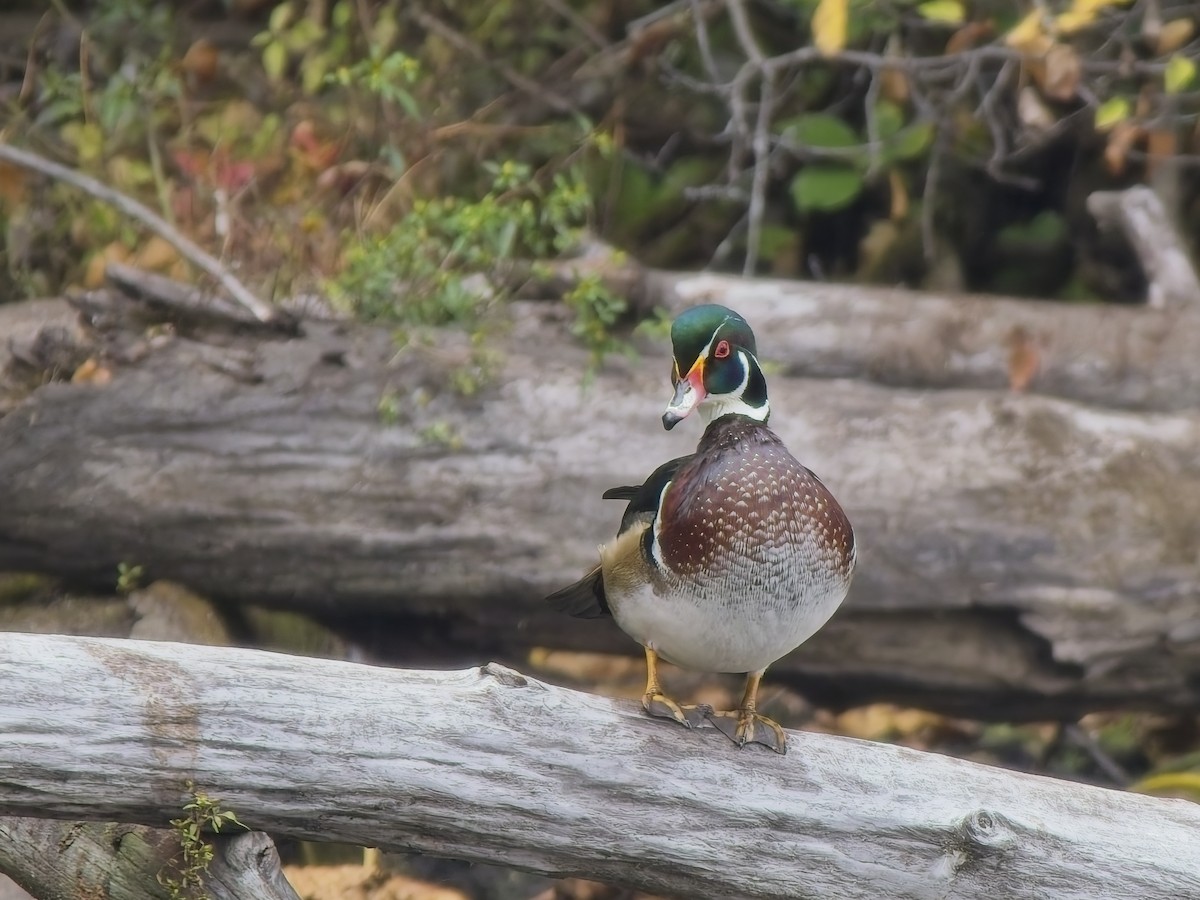 美洲鴛鴦 - ML644596487