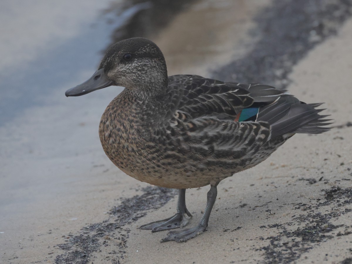 小水鴨(carolinensis) - ML644596490