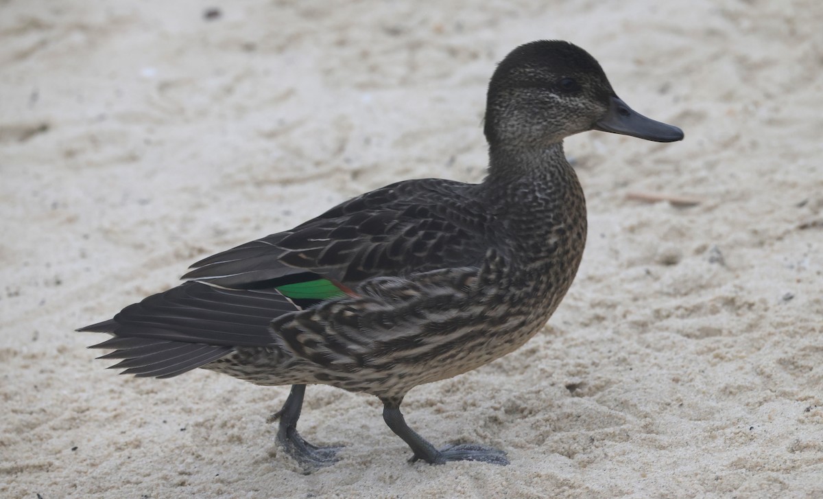 小水鴨(carolinensis) - ML644596491