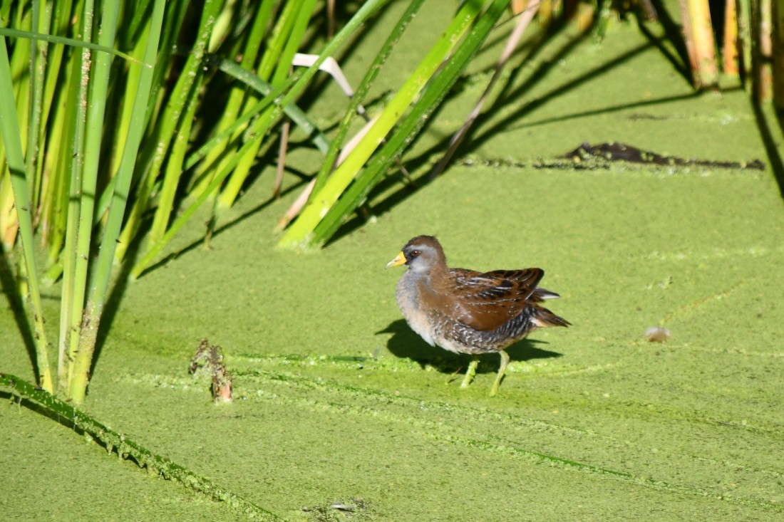 Polluela Sora - ML644596492