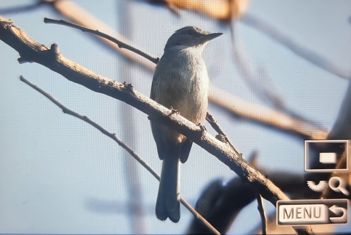 viftefluesnapper - ML644596493