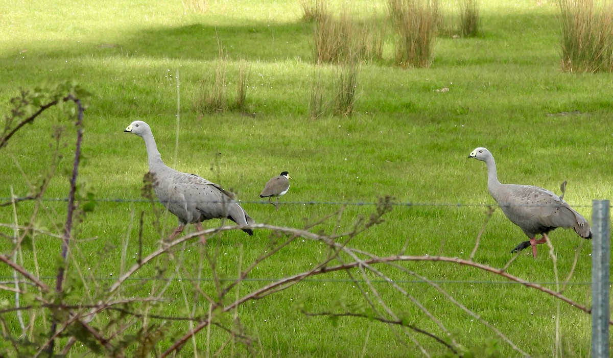 Cape Barren Goose - ML644596494