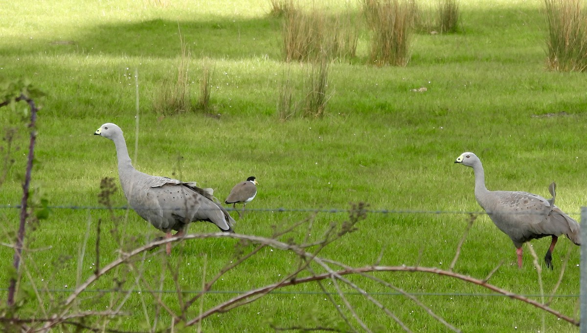 Cape Barren Goose - ML644596495