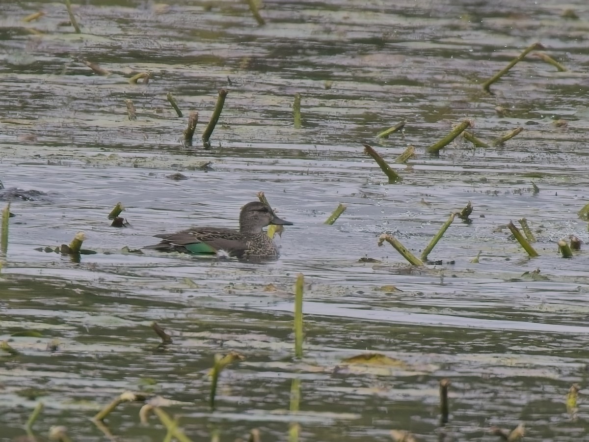 小水鴨 - ML644596502