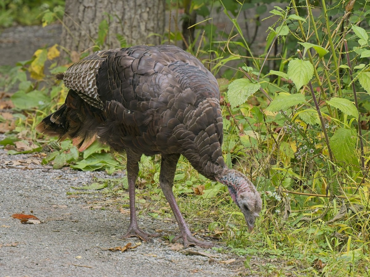 火雞 - ML644596507