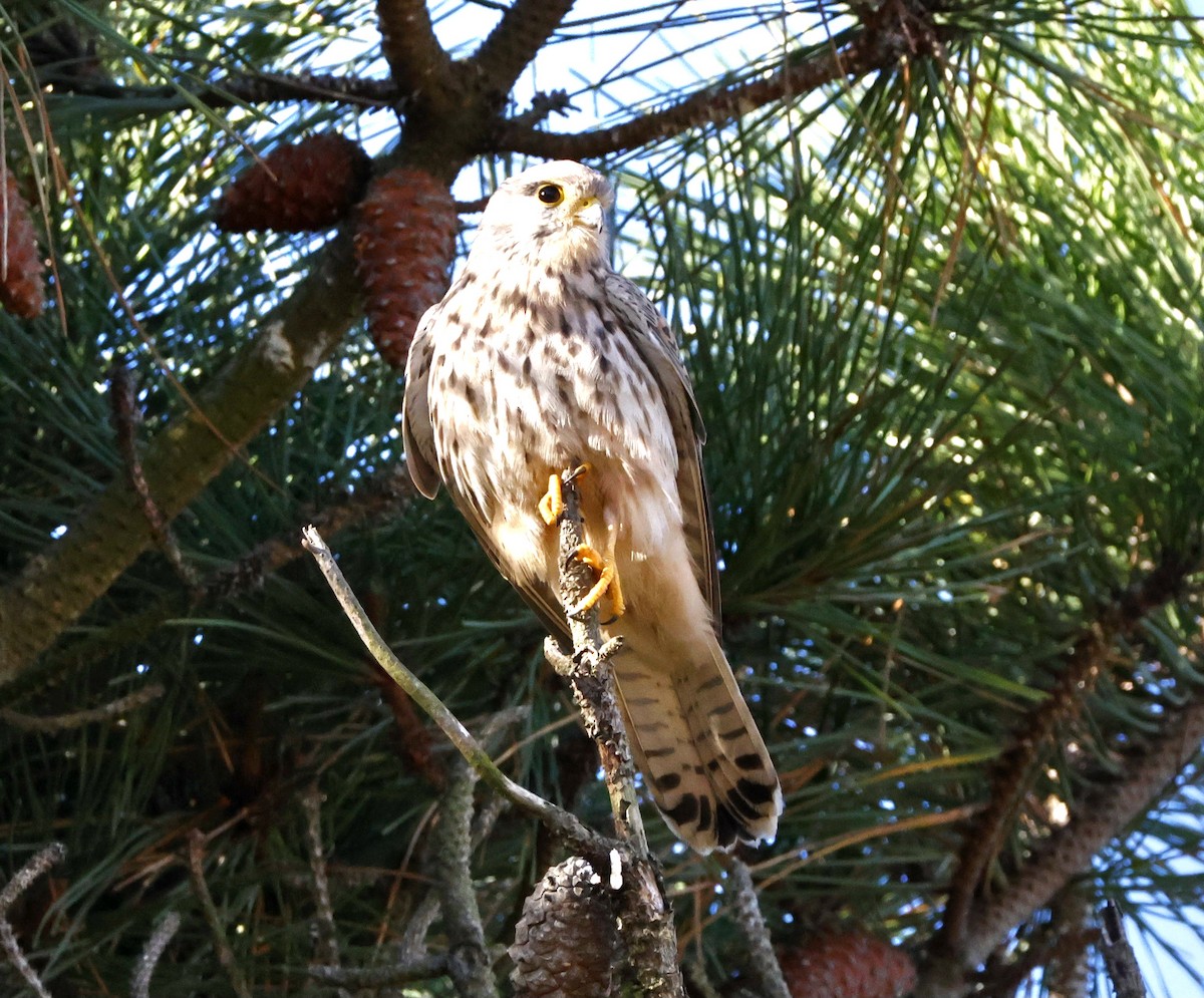 Пустельга - ML644596508