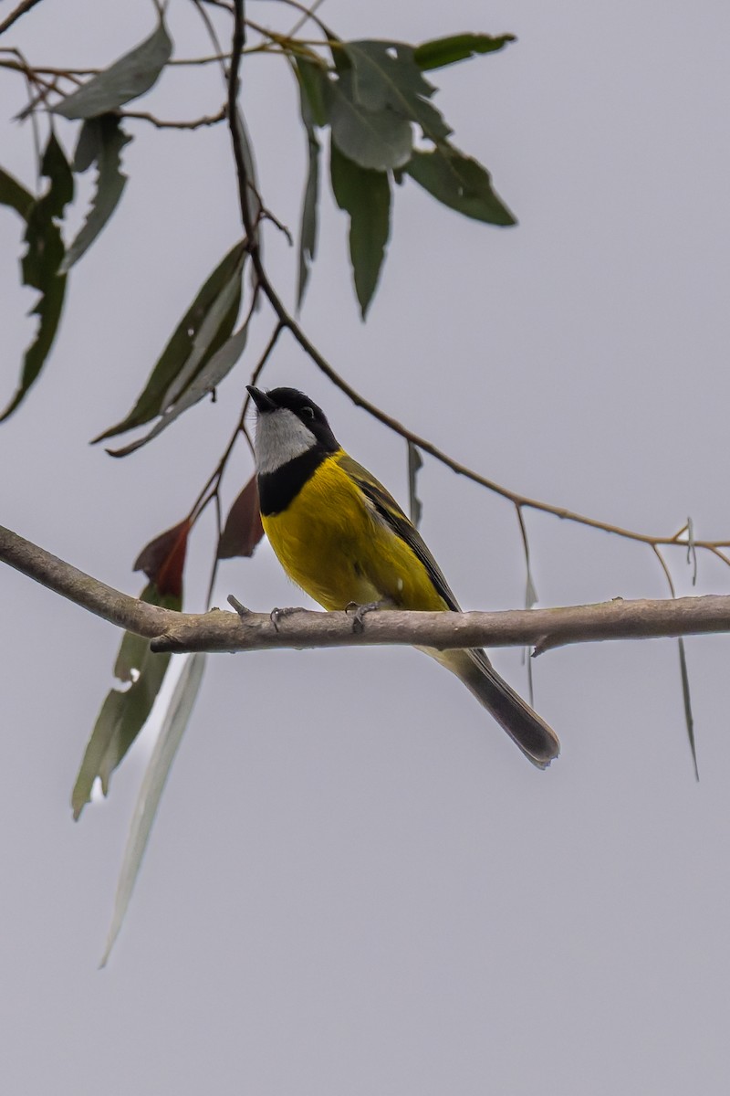 Golden Whistler - ML644596509
