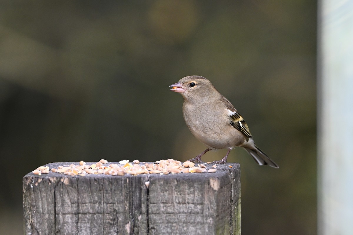 Зяблик - ML644596510