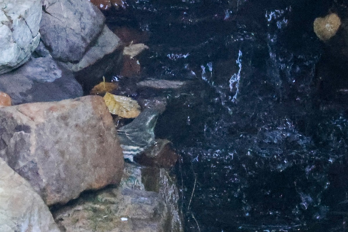 hýl nachový - ML644596522