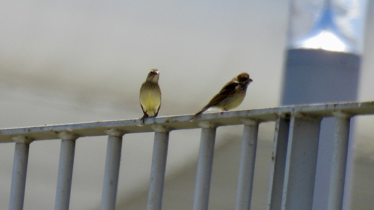 Короткоклювый зерноед - ML644596525