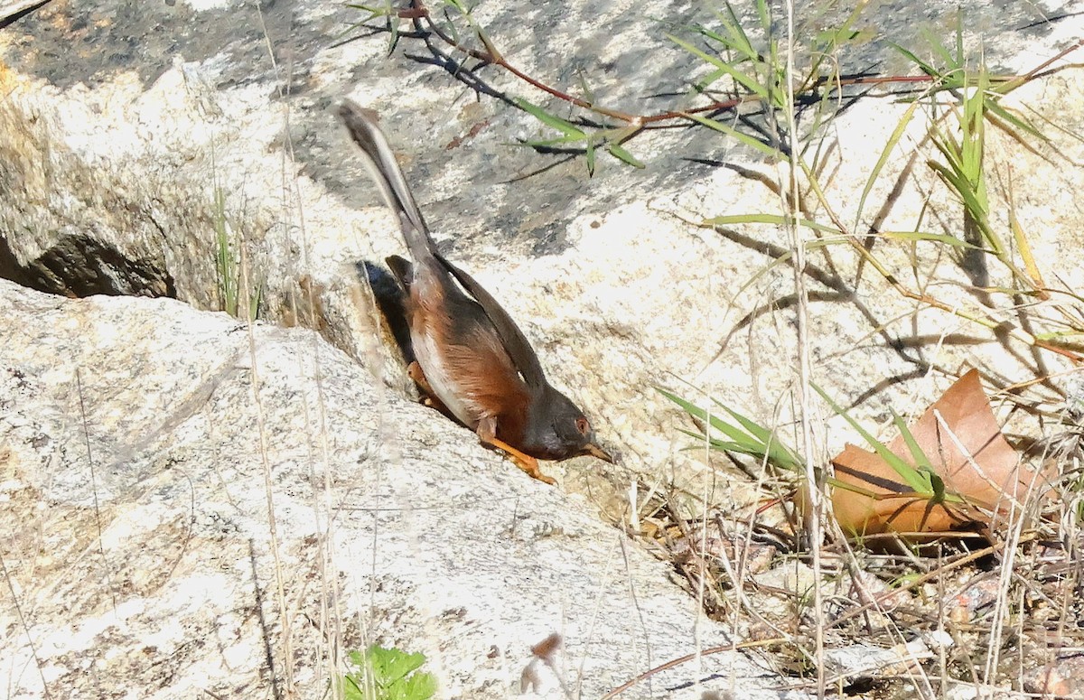 Провансальская славка - ML644596528