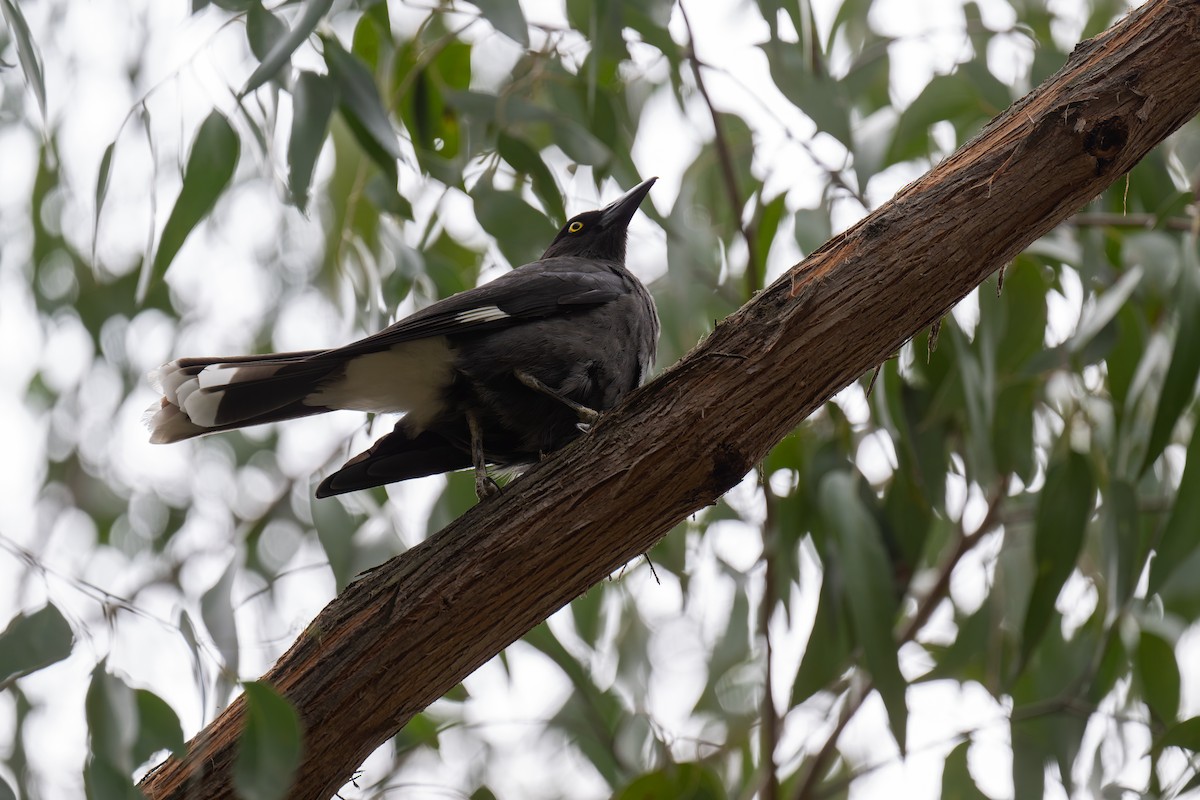 Pied Currawong - ML644596536