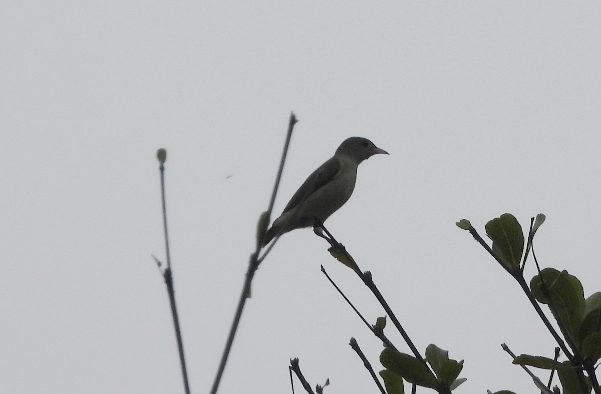 Açık Gagalı Öksekuşu - ML644596550