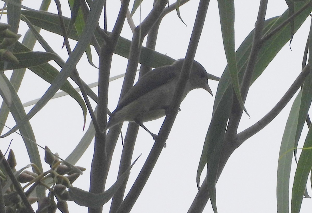 Açık Gagalı Öksekuşu - ML644596551