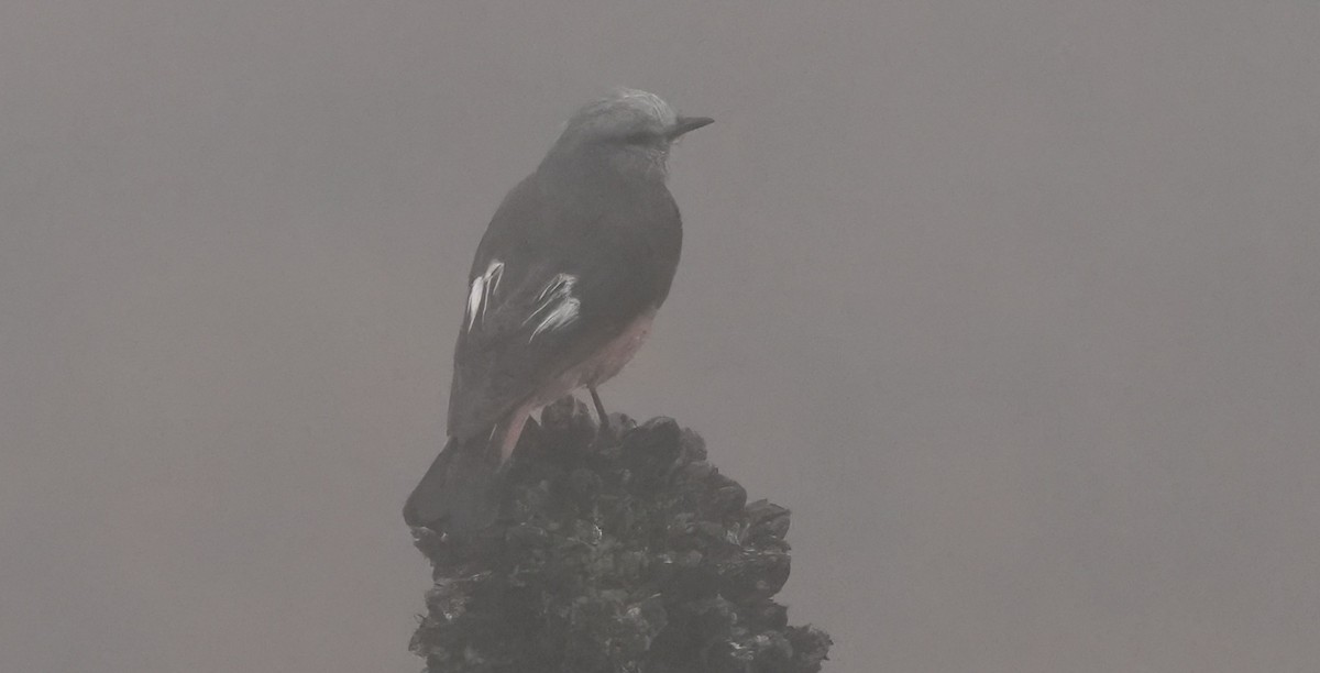 Red-rumped Bush-Tyrant - ML644596552