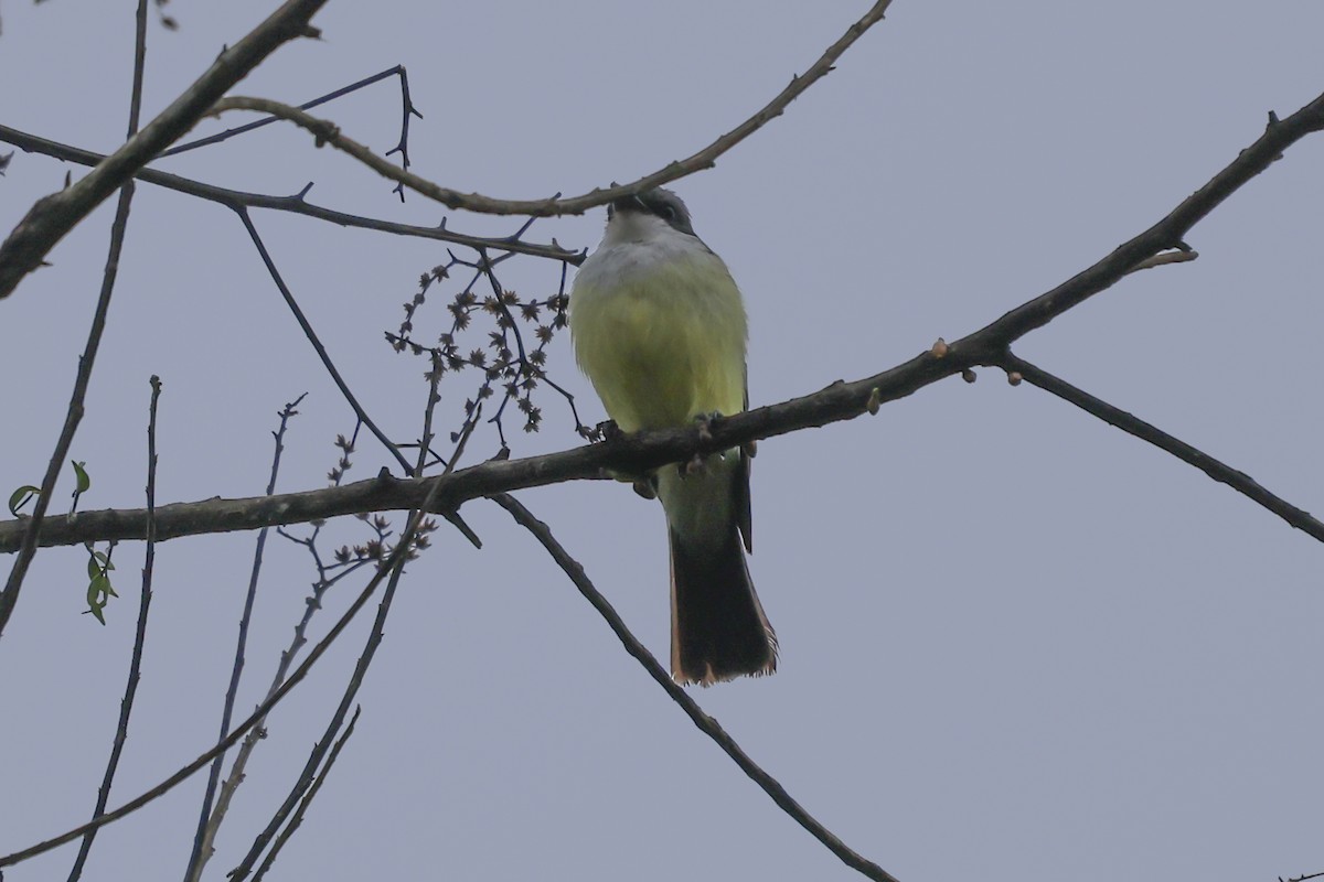 Snowy-throated Kingbird - ML644596554