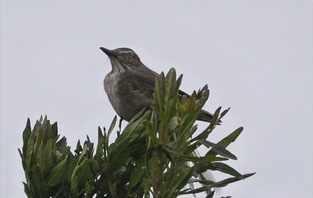 Black-billed Shrike-Tyrant - ML644596562