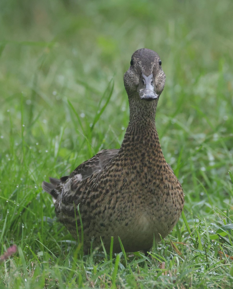 小水鴨(carolinensis) - ML644596566
