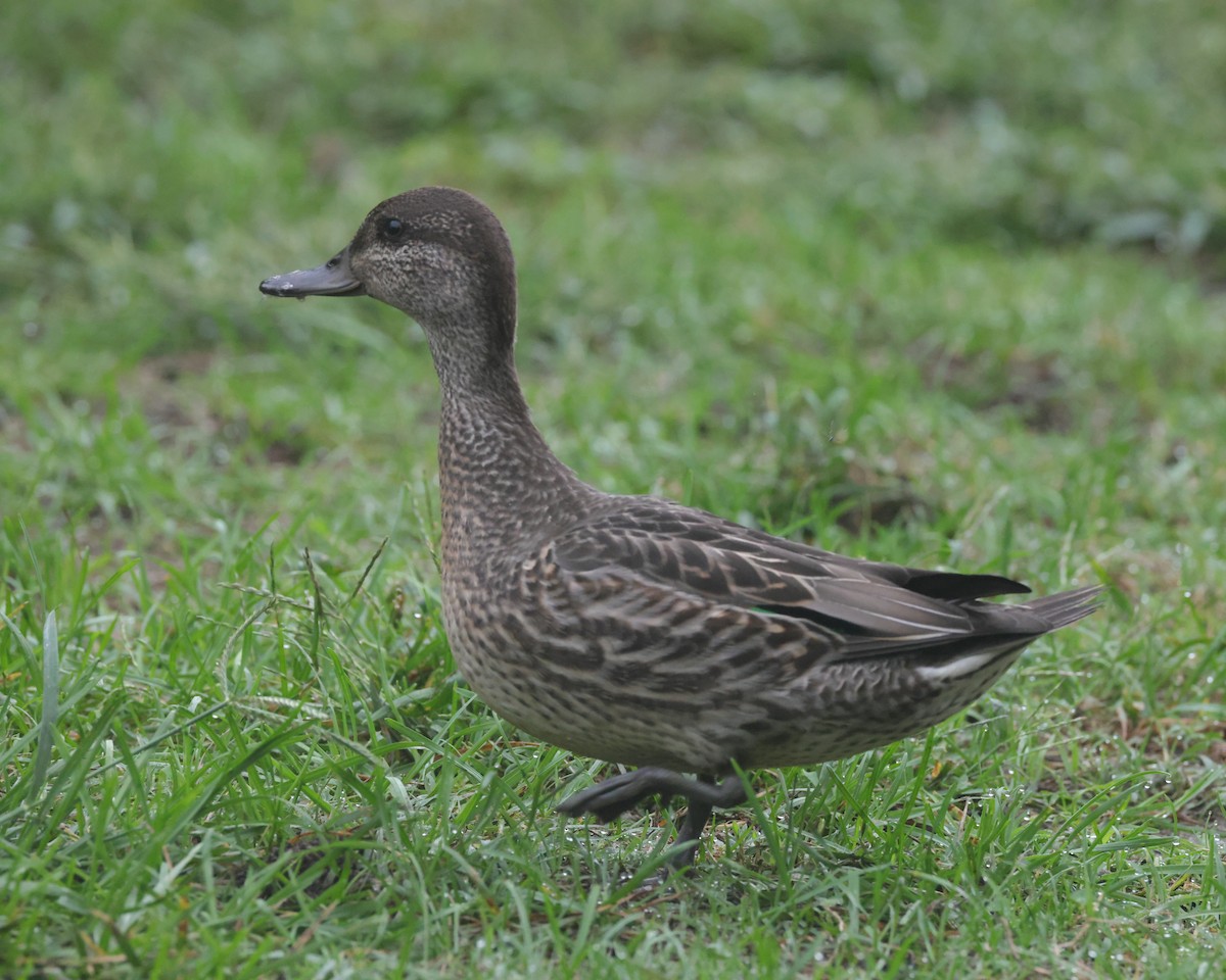 小水鴨(carolinensis) - ML644596568