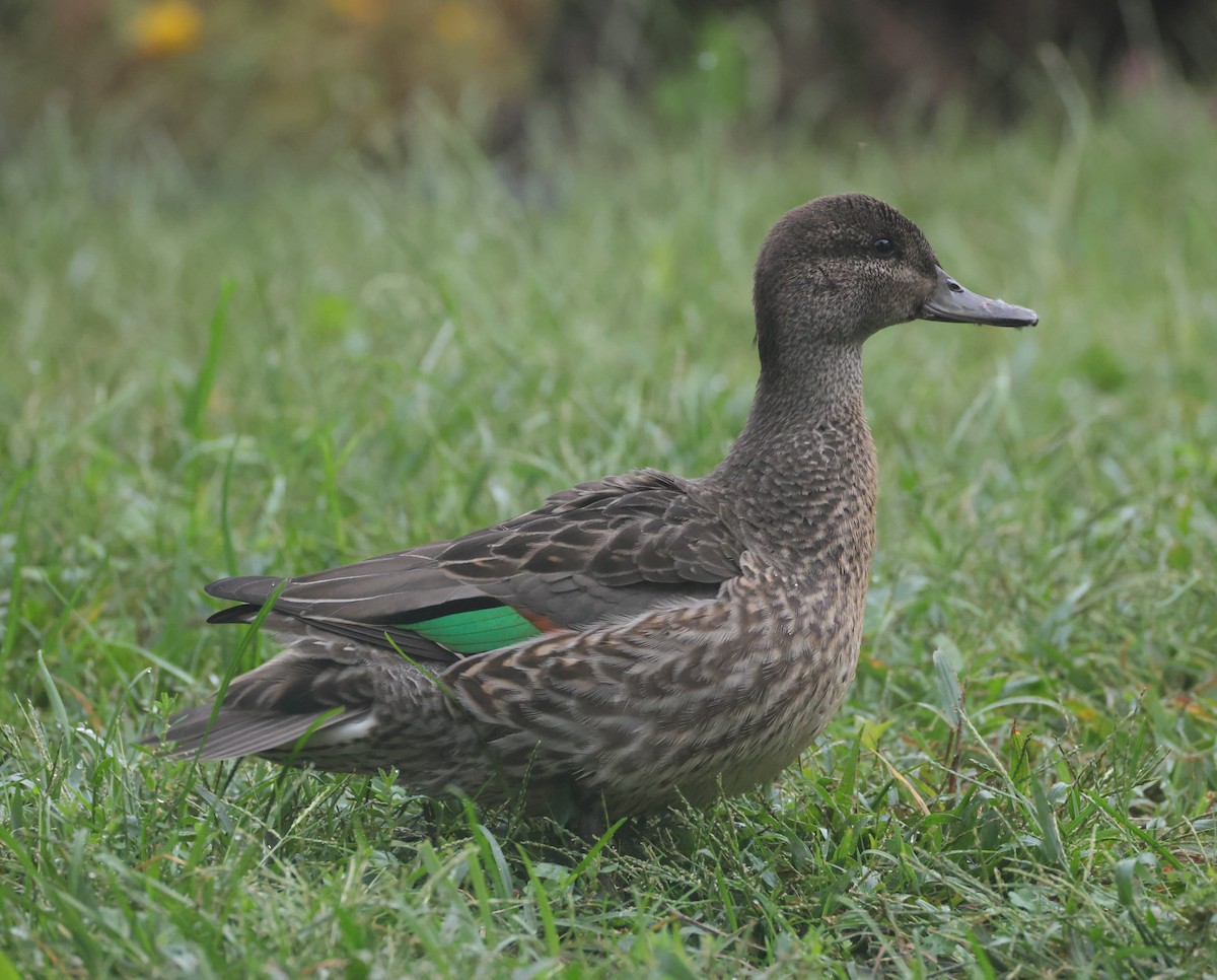 小水鴨(carolinensis) - ML644596569