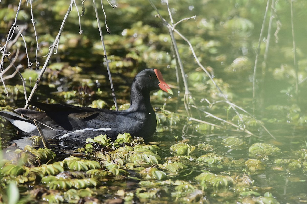 Common Gallinule - ML644596570