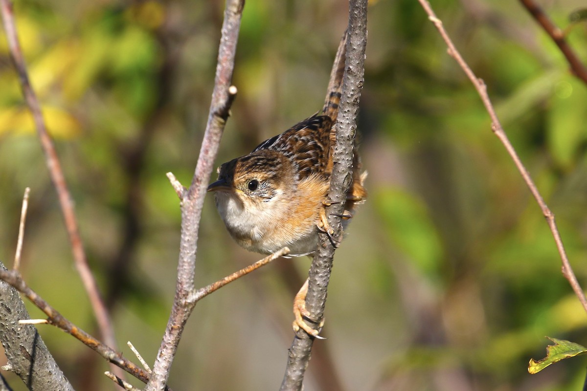 Тростниковый крапивник - ML644596573