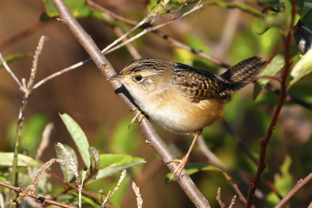 Тростниковый крапивник - ML644596574