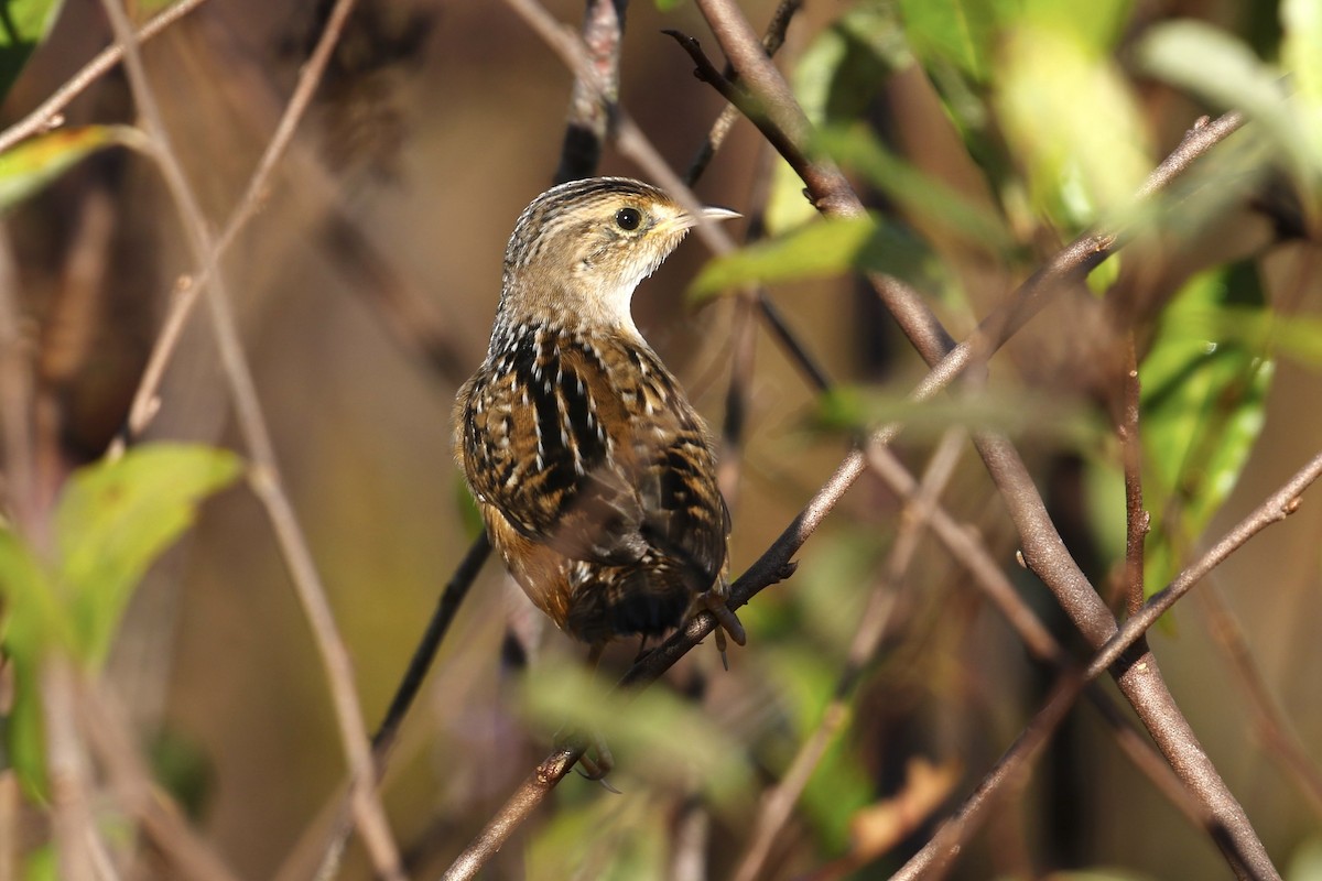 Тростниковый крапивник - ML644596575