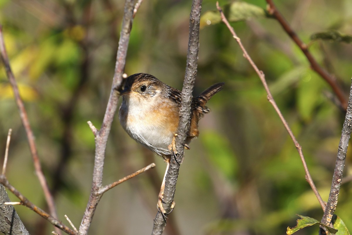 Тростниковый крапивник - ML644596576