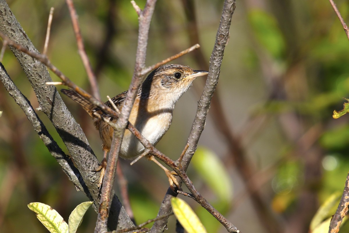 Тростниковый крапивник - ML644596577