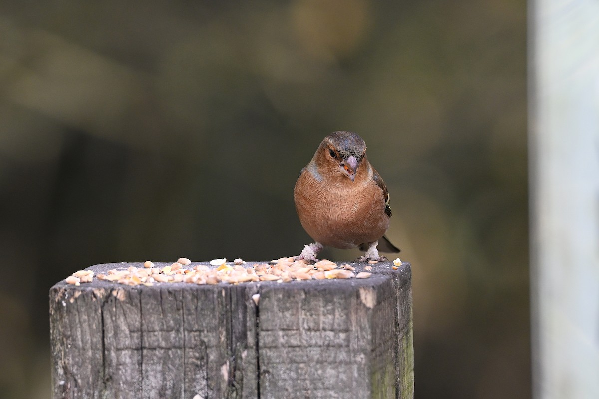 Зяблик - ML644596581