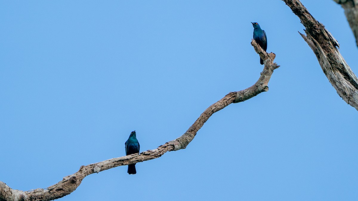Black-bellied Starling - ML644596587