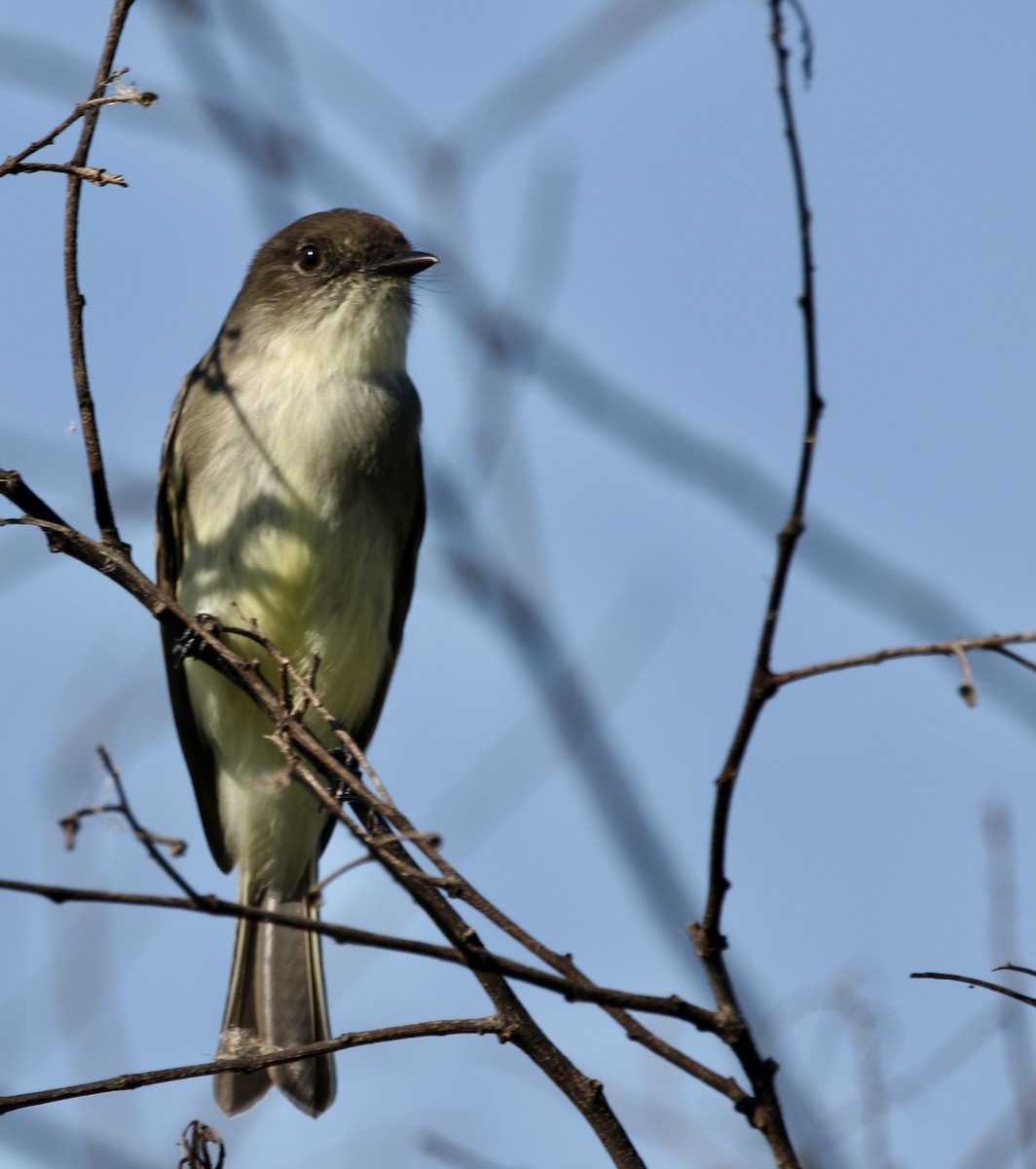 Eastern Phoebe - ML644596588