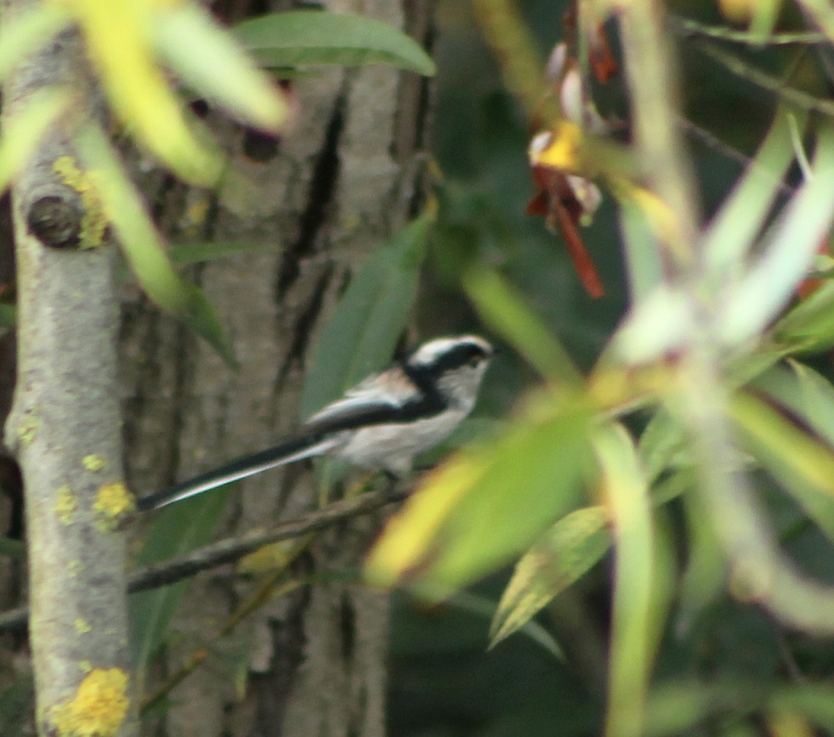ירגזי זנבתן - ML644596589