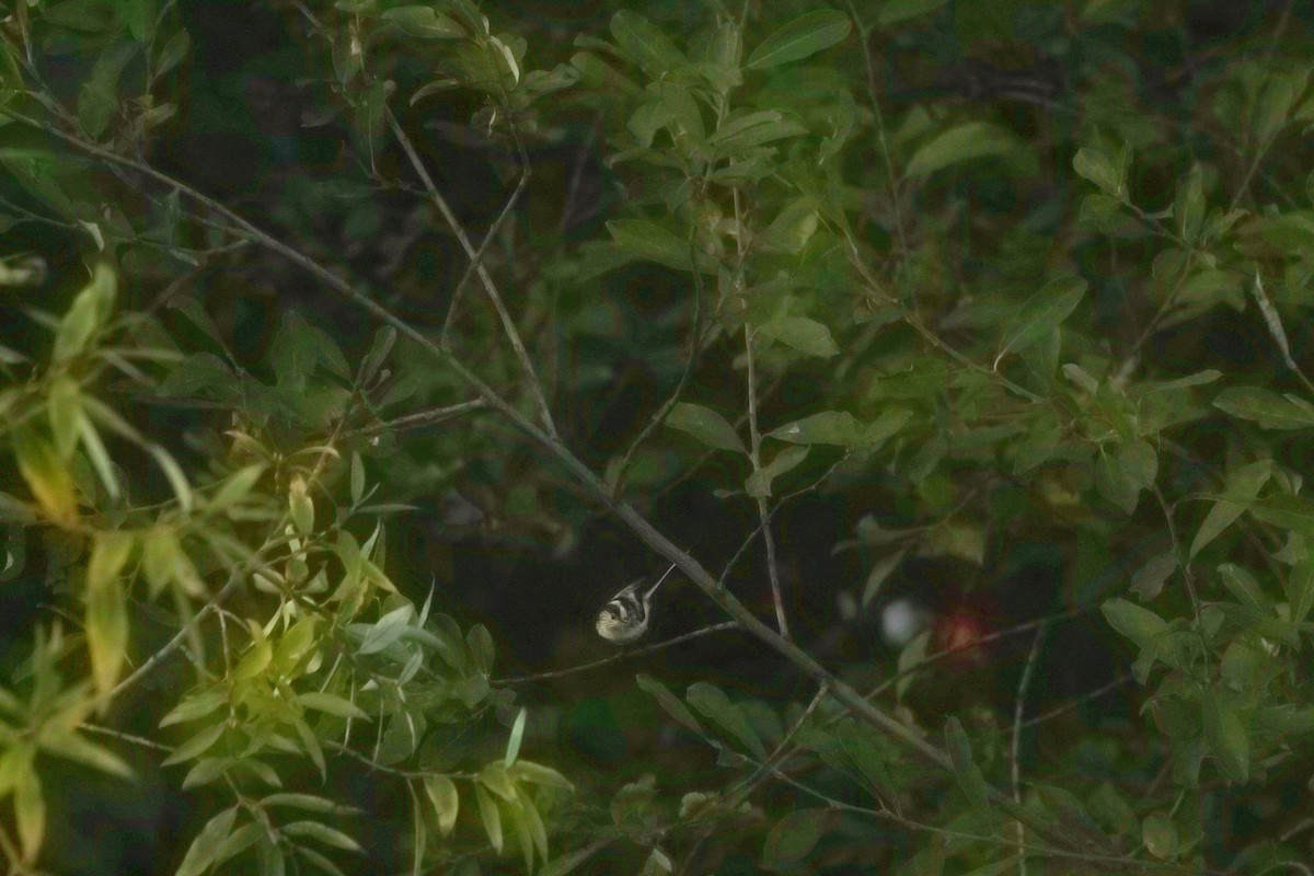 ירגזי זנבתן - ML644596590