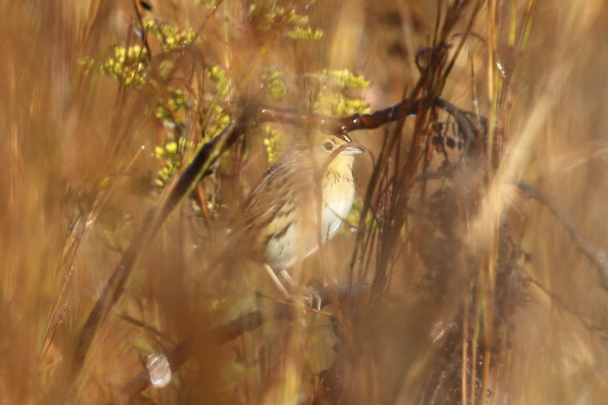 LeConte's Sparrow - ML644596591