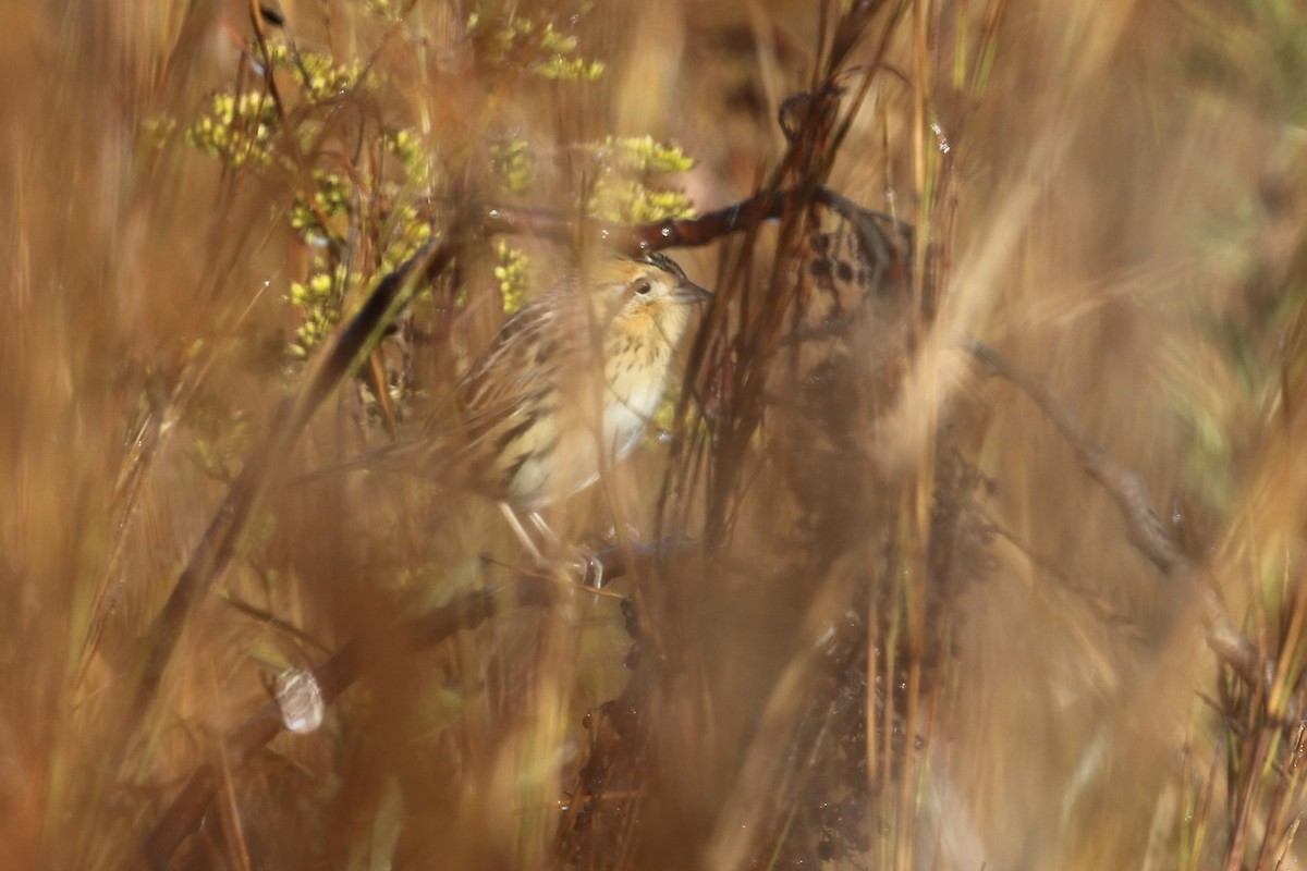 LeConte's Sparrow - ML644596592