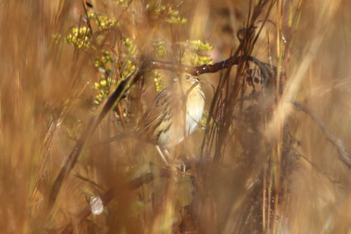 LeConte's Sparrow - ML644596593