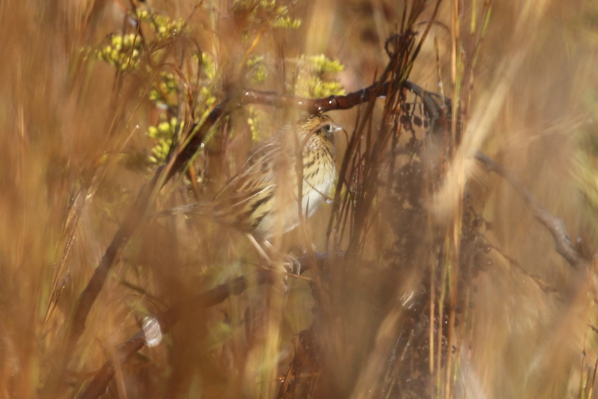 LeConte's Sparrow - ML644596594