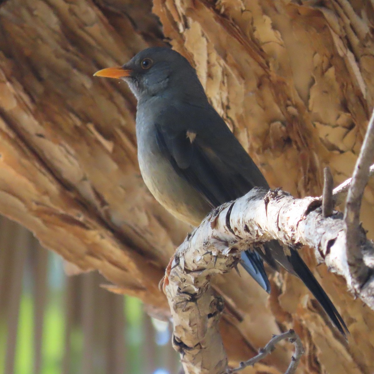 Karoo Thrush - ML644596596