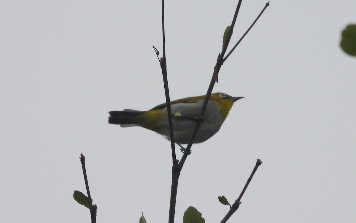 Bengal Gözlükçüsü - ML644596604