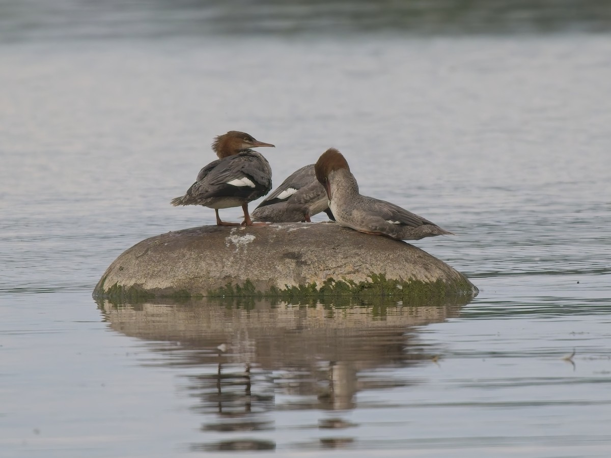 川秋沙 - ML644596605